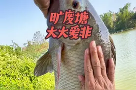 罗非鱼用什么饵最好钓鸭饲料做饵料钓旷废塘的大罗非鱼#户外#野钓罗非#鸭料开饵教程#赤尾青#唯有钓鱼解千愁