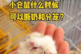小仓鼠什么时候可以断奶和分笼？#金丝熊 #养鼠日常分享 #仓鼠