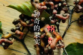 拐枣是世界古老水果之一，学者考证它在地球上已存在500万 -