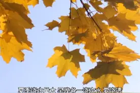 流泉枫的养护(1)#科普一下