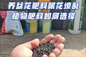 养花别再买些乱七八糟的肥了，一个视频告诉你肥料的区别。 #养花小知识#养花知识分享#花肥 #花卉绿植视频封面