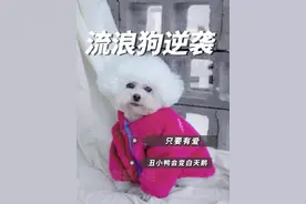 当初放弃她的人们，你们想不到她现在能变的这么好看吧，流浪狗也能变身小模特#流浪狗 #狗狗 #比熊视频封面