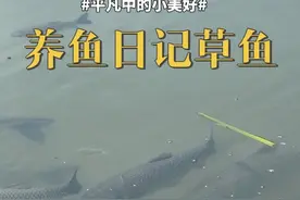 给你们看看养了整整一年的草鱼，到底长多大了#草鱼#养鱼日记 #抖音原创 #原创视频