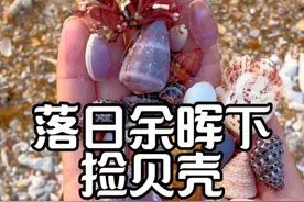 这个红白相间的海草太绝了 落日余晖下捡贝壳，很治愈#捡贝壳 #赶海 #大海的馈赠 #贝壳 #海南视频封面