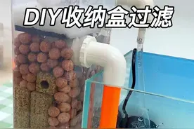DIY收纳盒过滤 #鱼缸过滤 #养鱼日记 #养鱼 #DIY #养鱼小知识视频封面