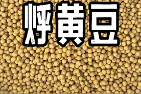 茄子家今天要做大酱块子了！蘸万物的大酱前身是这样做的！ #东北大酱 #茄子家的酱 #乡村生活家 #习俗 #冬天该有的样子视频封面