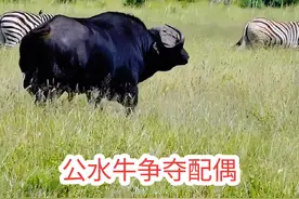 两头公水牛为了争夺配偶大打出手，水牛头领化解彼此矛盾 #野生动物零距离 #神奇动物在抖音 #动物的迷惑行为 #水牛 #动物世界
