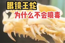 眼镜王蛇 为什么不会喷毒#眼镜王蛇 #毒牙