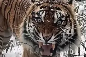 野生老虎和圈养虎有什么区别呢？#动物科普#老虎#动物解说