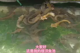 广西卢叔在楼顶上养有塘角鱼，去看看吧#生态鱼 #乡村生活记录视频封面