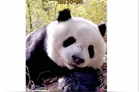 20岁的大熊猫一猫，相当于人类90岁，近期接受体检！#来这吸熊猫视频封面