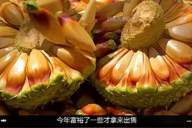 巴西人万万没想到，我国居然也可以种热带雨林的巴拉那松