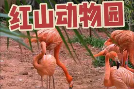 南京旅游攻略之红山动物园！不废腿溜娃，我的攻略最靠谱！ #万物皆可种草搜 #旅游攻略 #南京旅游 #南京红山森林动物园 #带娃出游视频封面