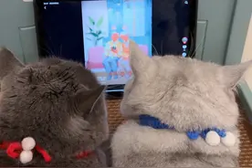 因为一个巨大猫窝引发的雕牛不合事件！#万物可爱计划#派膳师#总有只小猫在偷偷爱你#派膳师长久陪伴#派膳师山楂鸡