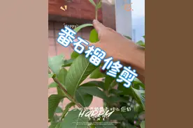 番石榴修剪知多滴#记录我的种植生活 #番石榴 #果实累累 #种植小技巧