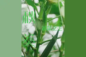 秋葵作为9月的应季蔬菜登场，这个被称为蔬菜之王的秋葵你见过长在树上的样子吗？#植物科普 #一日一植物 #秋葵 #秋葵的营养价值 #应季蔬菜视频封面