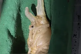 甲虫健康度的判断 害怕慎点.. #甲虫 #长戟大兜虫#化蛹#下饭