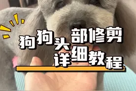狗狗修头教程 接着上一期修圆嘴教程，这期是头部修剪教程#狗狗美容师 #泰迪 #修毛 #狗狗 #萌宠好物视频封面