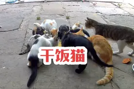 沉浸式吃播  农村猫咪都吃什么，一起来看一下吧