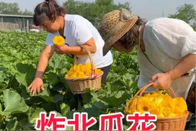 炸北瓜花 带城里亲戚体验农村采摘和美食，常见的北瓜花做的又酥又香#农村生活 #南瓜花做法 #我的乡村生活 #超便宜超划算 #新农人2024视频封面