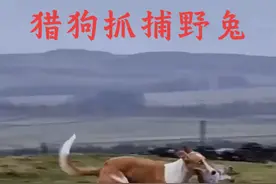 猎狗分散堵住地洞抓捕九斤重的野兔，简直太刺激了 #动物世界 #猎狗打猎 #野兔 #真实户外 #带小狗近距离打猎视频封面