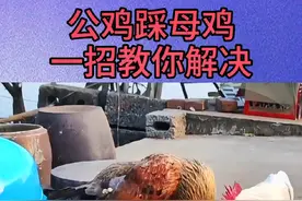 公鸡老是踩母鸡，告诉你一个土方法#科学养鸡 #农村散养土鸡 #鸡病防治 #抖音养鸡人 #养鸡人视频封面