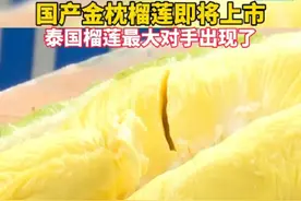 #国产金枕榴莲即将上市 泰国榴莲最大对手出现了#榴莲 #水果