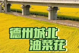 谁说德州没好玩的地方？德州城北油菜花打卡拍照超美～ 和复兴号和谐号油菜花们一起踏青拍照太美啦 #有一种春天叫油菜花开了 #油菜花的季节 #奔向开满油菜花的春天 #映像齐鲁 #德州好玩的地方视频封面