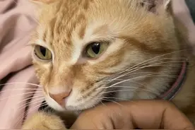 菠萝头：“真好，卡住就听不见了”#polo条 #橘猫视频封面