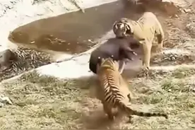 老虎捕食现场。#老虎 #捕食现场#视频封面