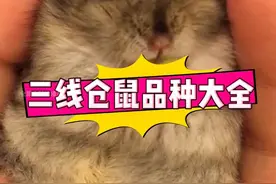三线仓鼠品种大全，快来看看你家仓鼠属于哪种。#仓鼠 #养鼠日常分享 #新手养鼠指南