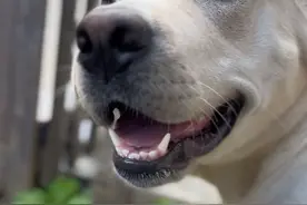 狗刨坑要把自己埋了吗#动物的迷惑行为 #拉布拉多 #狗狗 #种菜 #邱大团视频封面