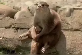 #自然奇境科普季 #水獭 #水獭宝宝 #大自然的馈赠 #动物冷知识视频封面