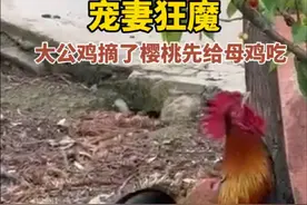 4月28日，贵州。宠妻狂魔！大公鸡摘了樱桃先给母鸡吃。视频封面