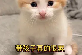 有些CP不处不行#万物可爱计划 #猫猫小剧场 #小奶猫的成长日记 #配音 #cp
