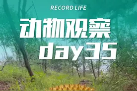 Day35 | 你们点的榴莲安排上了。#动物世界 #神奇动物在抖音 #野生动物零距离 #奇趣自然 视频封面