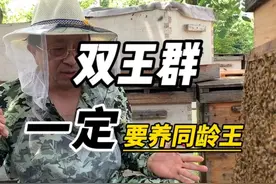 同龄双王才能长时间维持超强群，达到稳产高产！#巢脾中心板#蜜蜂