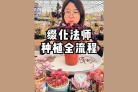 缀化的种植流程#多肉养护 #种植小技巧 #多肉 #花卉养护视频封面