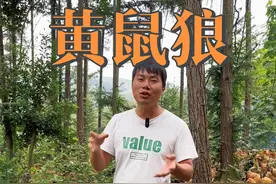 关于黄鼠狼的个人见解！#农村散养土鸡 #土鸡蛋 #优质农产品