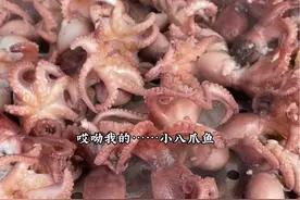 八爪鱼的做法，清蒸八爪鱼，蒸八带#八爪鱼 #新鲜八爪鱼正宗做法 #招远海港渔家视频封面