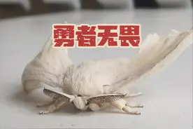 第一次看到蚕破茧而出全过程！ 蚕蛾在出茧时会吐出一种碱性液体，溶解粘着蚕丝的丝胶，使丝分离。然后用头和足把这部分丝拨开，形成一个大孔，再一步步从孔里钻出来。蚕蜕掉一层层软弱的皮质， 最终突破并壮大起来。#破茧成蝶 #养蚕日记 #生命的力量 #蚕茧视频封面