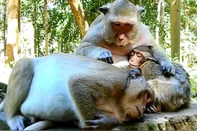 从娃娃抓起：耍猴艺人训练小艺猴直立行走 #野生动物零距离