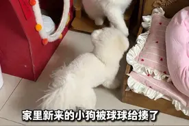 都有自己的方法，但猫猫队更胜一筹 #猫狗cp视频封面
