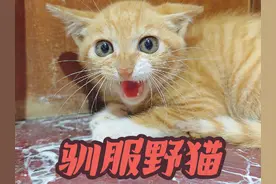 驯服野猫教学，越凶的野猫驯服起来越有意思 #动物驯化#科普知识