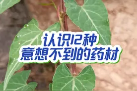 实拍分享12种意想不到的药材，都是身边熟悉的常见植物 #植物科普 #你的家乡有这种植物吗 #自然奇境科普季 #植物百科 #草药