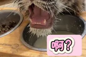 🦓：水桶唤醒尘封的记忆。#宫百万 #白虎