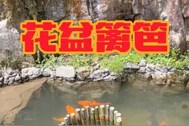 用篱笆把荷花和莲花围起来，防止红鲤鱼乱拱。 #庭院鱼池 #三农 #山泉水 #小院改造 #旧房改造