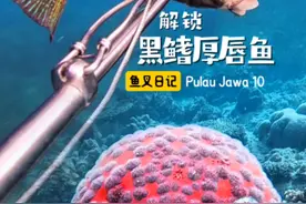 解锁黑鳍厚唇鱼 探索爪哇岛 第十集 #潜水叉鱼 #自由潜渔猎 #潜水员戴夫 #黑鳍厚唇鱼