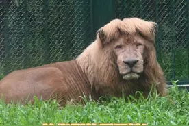 满满笑点的托尼老狮～#狮子 #搞笑 #动物视频封面