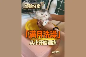 从小开始洗澡训练 习惯了长大就不害怕洗澡了#小猫洗澡 #小猫洗澡有多乖 #猫咪洗澡 #猫咪洗护 #洗猫